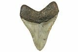Fossil Megalodon Tooth - North Carolina #351733-2